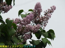 182216_2.jpg  : 58 KB