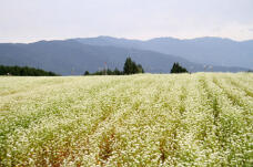 182250_2.jpg  : 169 KB