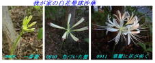 182300_1.jpg  : 144 KB