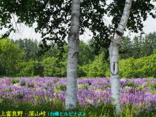 182306_2.jpg  : 122 KB