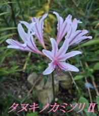 182334_1.jpg  : 56 KB