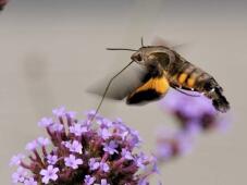 182390_3.jpg  : 46 KB