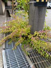 182394_1.jpg  : 131 KB