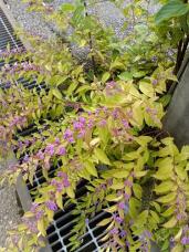 182394_2.jpg  : 132 KB