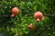 182402_2.jpg  : 95 KB