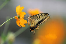 182404_1.jpg  : 87 KB