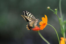 182404_2.jpg  : 86 KB