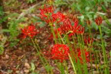 182450_2.jpg  : 86 KB