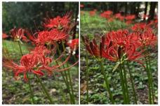 182456_1.jpg  : 86 KB