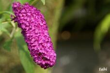 182474_9.jpg  : 40 KB