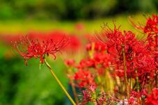 182476_1.jpg  : 81 KB