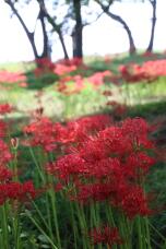 182480_2.jpg  : 219 KB