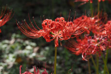 182492_2.jpg  : 456 KB