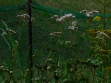 182550_2.jpg  : 135 KB