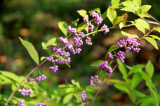 182558_2.jpg  : 169 KB