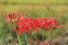 182597_1.jpg  : 107 KB