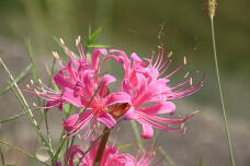 182597_2.jpg  : 103 KB