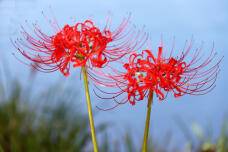 182603_1.jpg  : 119 KB