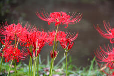 182603_2.jpg  : 137 KB