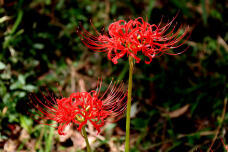 182603_3.jpg  : 148 KB