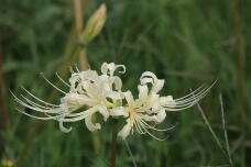 182626_1.jpg  : 81 KB