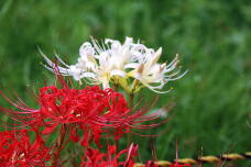 182626_2.jpg  : 128 KB