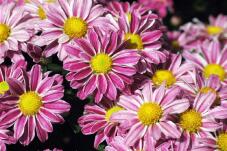 182633_3.jpg  : 111 KB