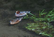 182773_1.jpg  : 86 KB