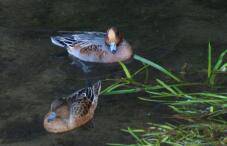 182773_2.jpg  : 85 KB