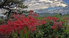 182781_1.jpg  : 293 KB