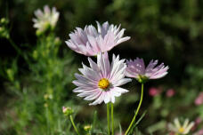 182783_1.jpg  : 92 KB