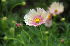 182783_2.jpg  : 84 KB