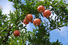 182794_1.jpg  : 211 KB