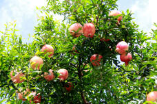 182794_2.jpg  : 272 KB