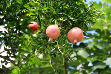 182794_3.jpg  : 186 KB