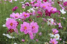 182803_1.jpg  : 43 KB