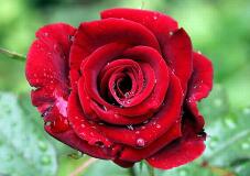 182811_1.jpg  : 82 KB