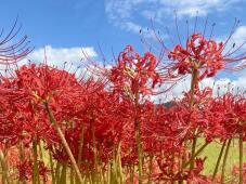 182811_3.jpg  : 137 KB