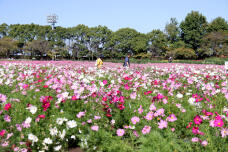 182817_2.jpg  : 237 KB