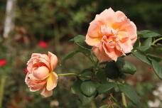 182819_1.jpg  : 93 KB