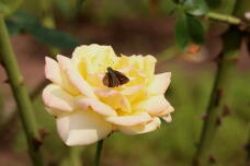 182819_2.jpg  : 68 KB