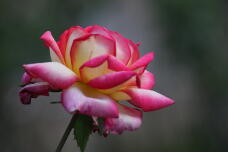 182831_2.jpg  : 71 KB