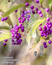 182839_1.jpg  : 224 KB