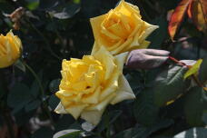 182858_1.jpg  : 101 KB