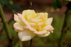 182858_2.jpg  : 64 KB