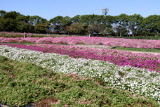 182867_1.jpg  : 271 KB