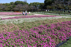 182867_2.jpg  : 319 KB