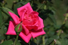 182870_1.jpg  : 101 KB