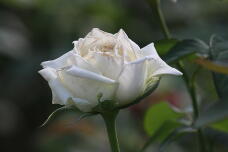 182870_2.jpg  : 72 KB