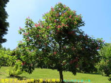 182872_3.jpg  : 90 KB